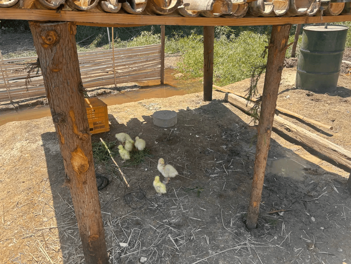 竹の屋根ができた小屋の下で過ごすガチョウの雛